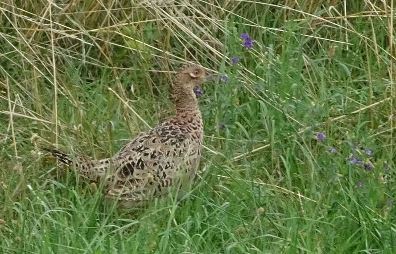 femmina di Phasianus colchicus ?